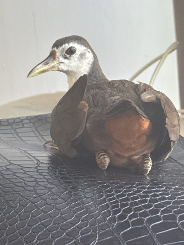 Waterbirds forage among personal belongings in Kuta Selatan Indonesia