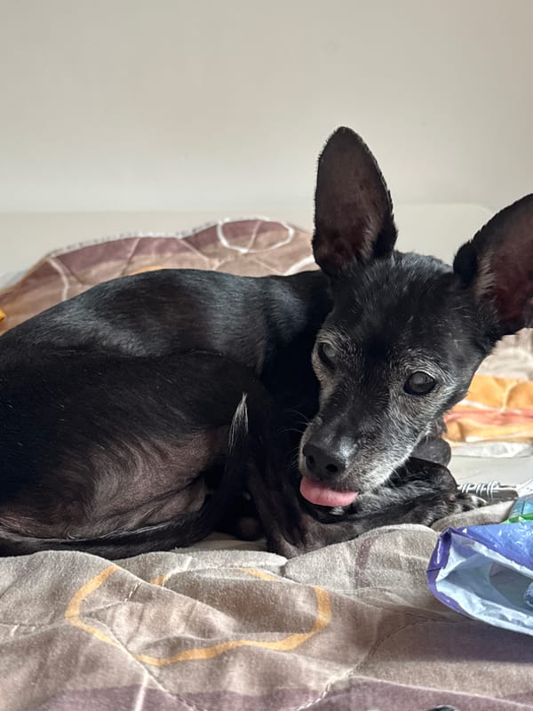 Woman takes selfies, elderly dog rests in Plovdiv bedroom