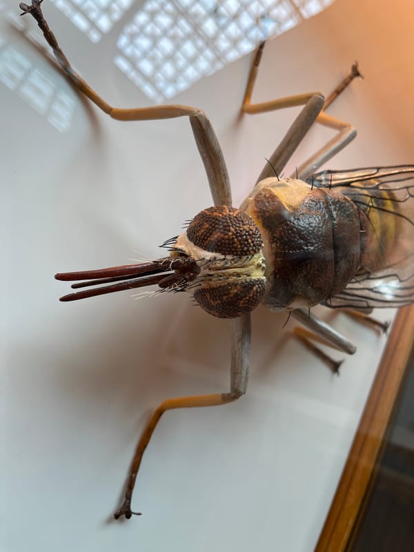 Insect specimens documented at Oxford Natural History Museum