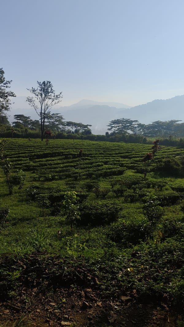 Morning stroll through Cisarua's misty roads and tea-covered hills