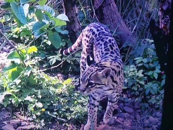 Exotic wildlife close-ups clustered in an unlikely location