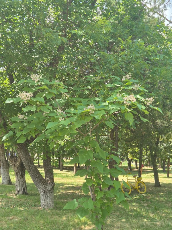 Summer morning in a Sozonivka park, with a local shop nearby