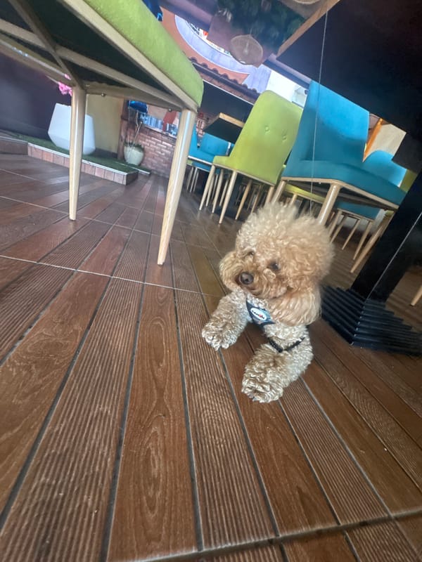 Poodle rests at Primorsko cafe during morning hours