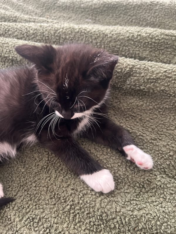 Black and white kitten photographed on green blanket in Squamish
