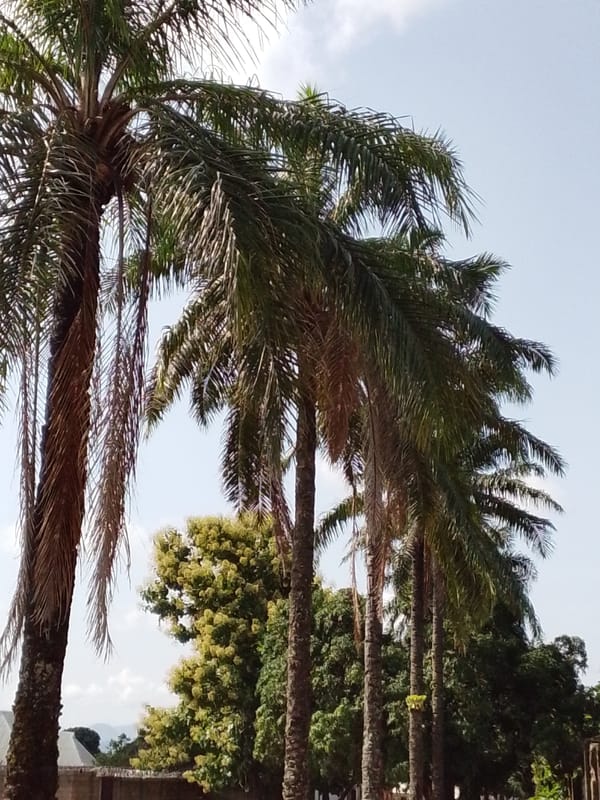 Palm-lined dirt roads and daily life in rural Serti, Nigeria