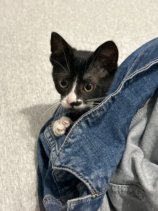 Tuxedo kitten plays indoors during afternoon in Sozopol, Bulgaria