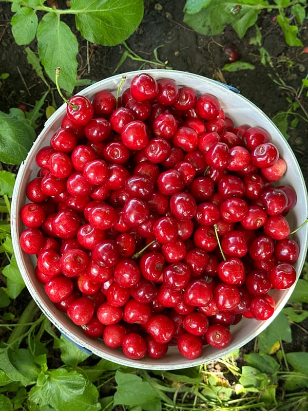 Cherry harvest in white bucket, Dnipro Ukraine
