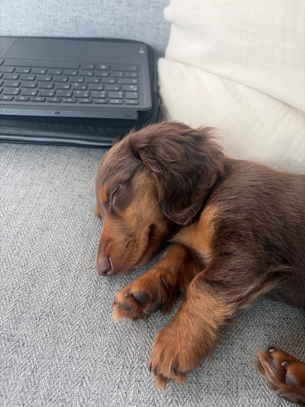 Dachshund puppy spotted during afternoon outing in Montreal