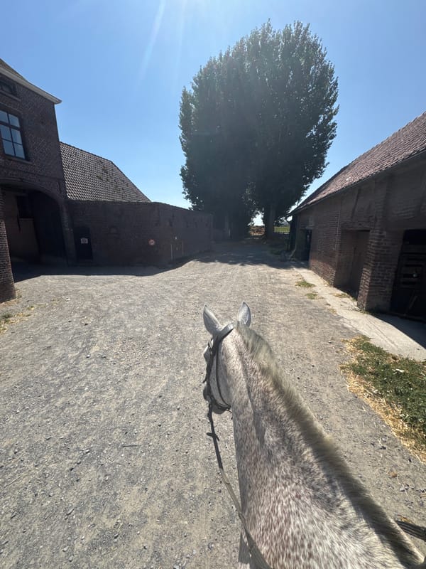 A grey horse's day at a Belgian stable