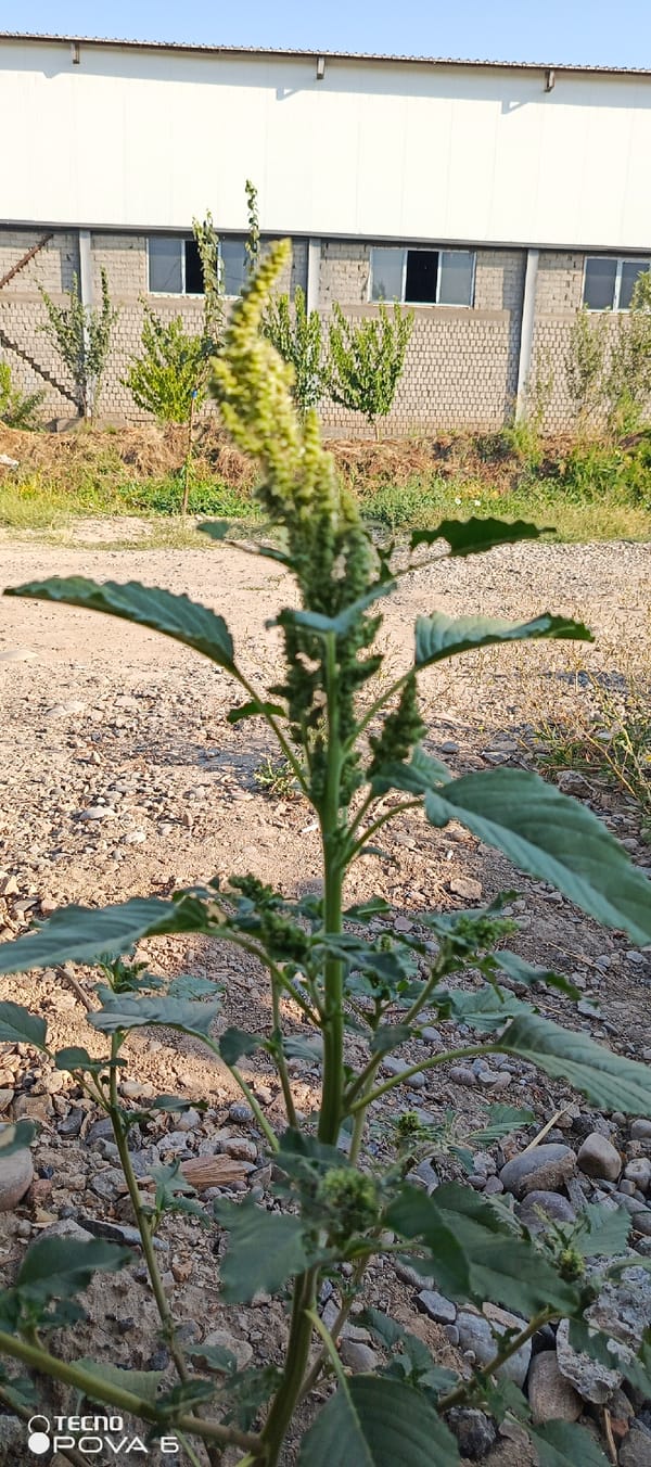 Flowering plant and carpet storage, Tashkent