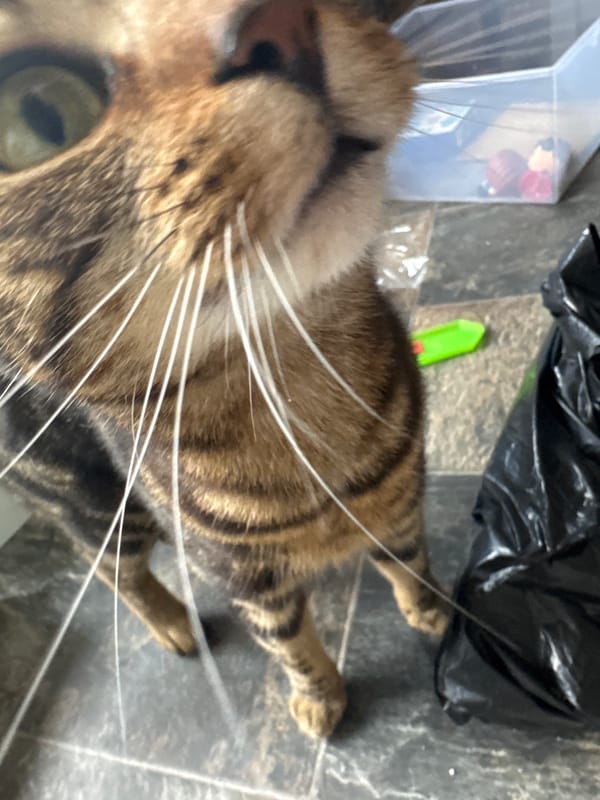 Cats photographed in close-up shots in Desborough