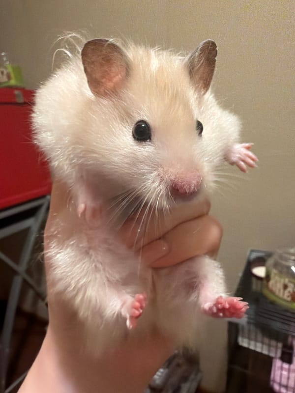 Adult hamster and newborn litter at home in Shcherbinka