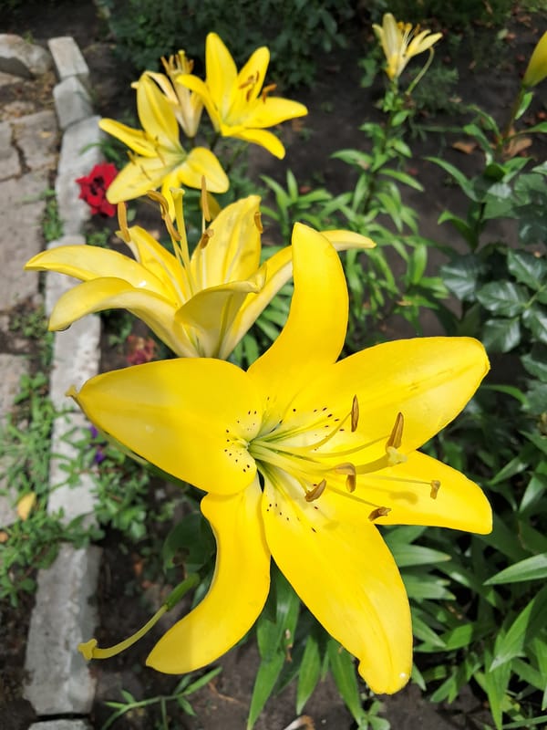 A Kremenchuk backyard garden in full summer bloom