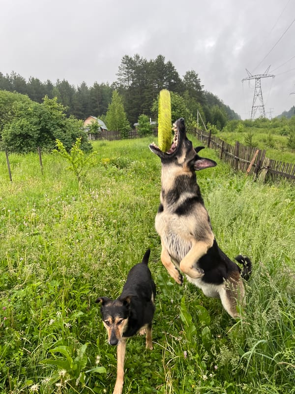 Dogs and cat share domestic moments in Nizhny Tagil