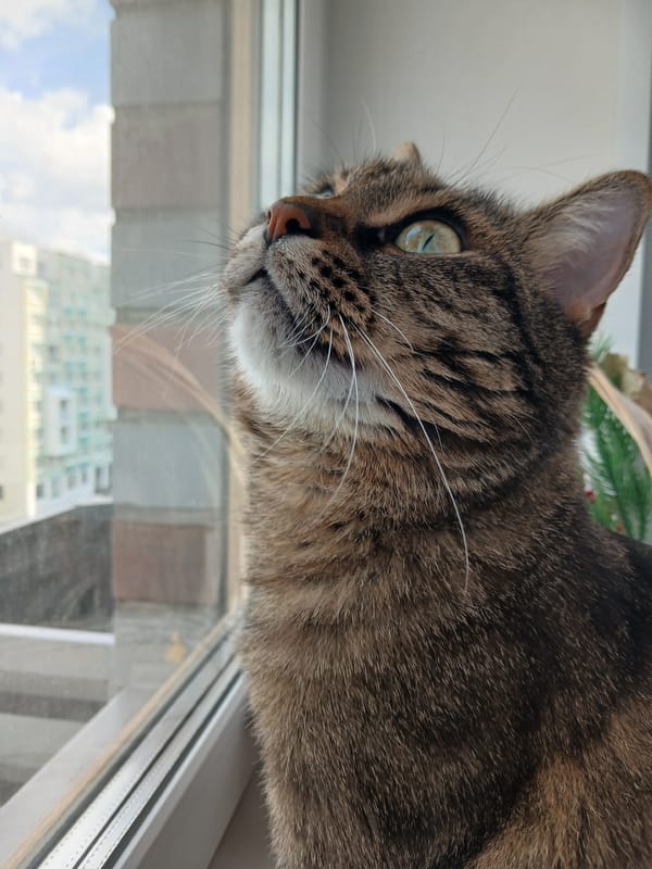 Tabby cat spotted at window in Yekaterinburg morning hours