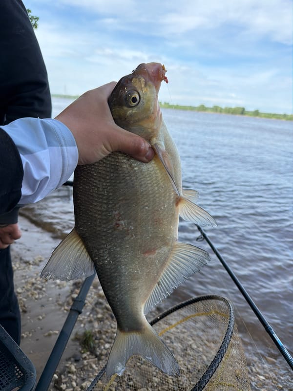 Angler catches bream fish in Noviy, Russia