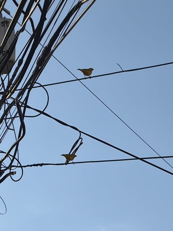 Yellow blooms and dried leaves captured in Ciudad Guayana