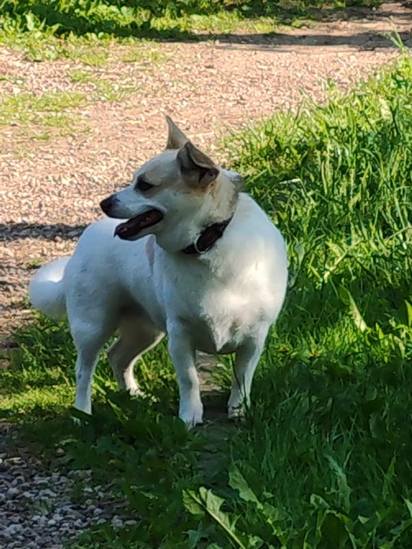 Morning walk through urban park captures dogs, birds, trees