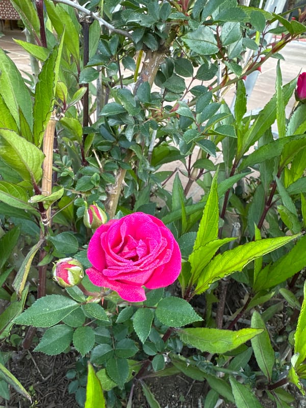 Morning dew and resort scenes captured in Serik, Turkey