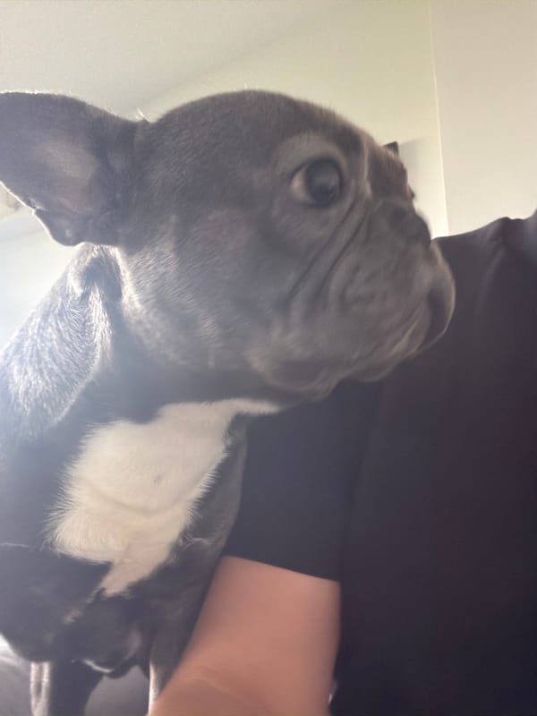Garage visit and city tour in Ruse with cars and French bulldog