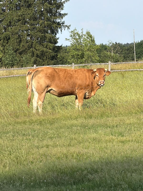 Cows and horses in the pastures of La Roche-en-Ardenne