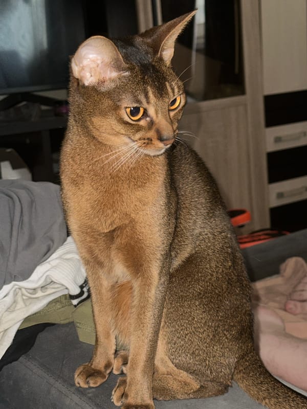 Abyssinian cat photographed indoors in Moscow morning