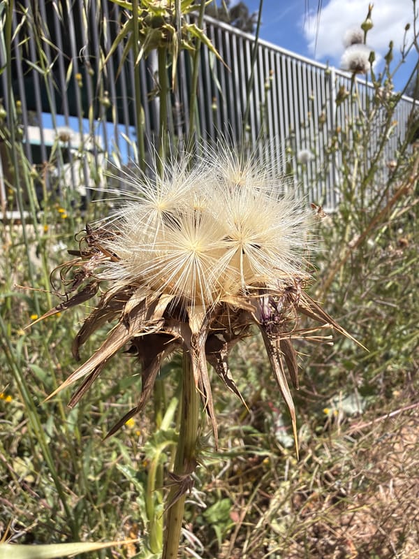Rusty farm equipment and wildflowers documented in rural Israel