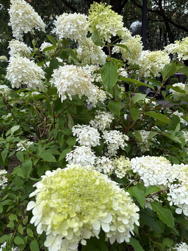 Garden plants and flowers in bloom, Kaliningrad