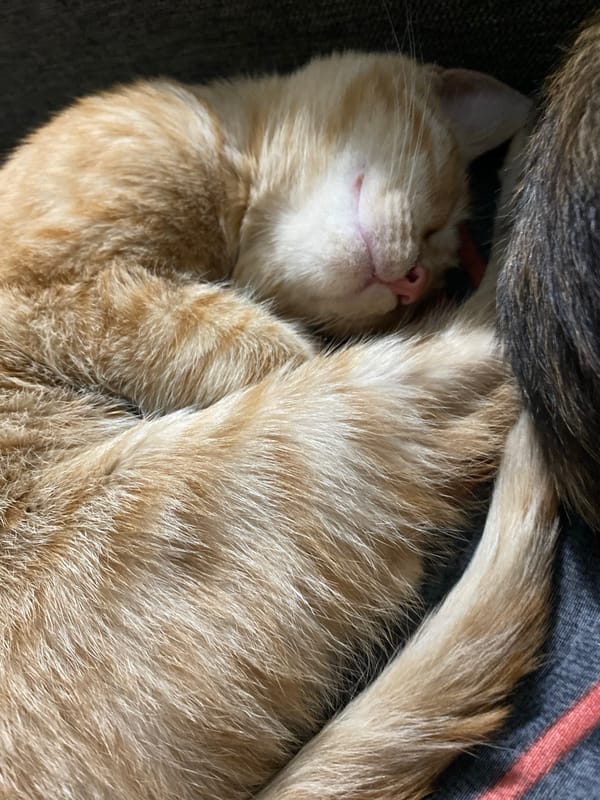 Cats and dogs napping together in a Samara home