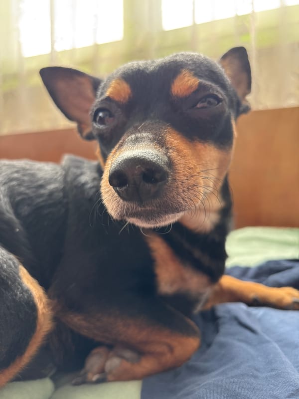 Miniature Pinscher photographed in close-up shot in Kuklen, Bulgaria