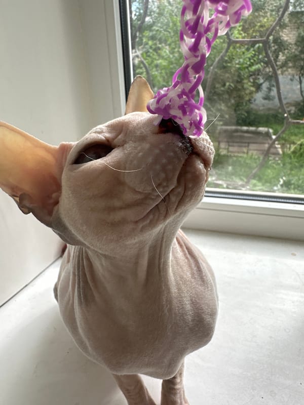 Sphynx cat in a tiny hoodie, Togliatti windowsill
