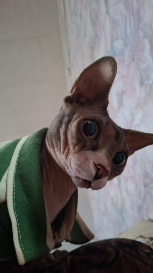 Sphynx cat photographed in striped cloth, Belarus village