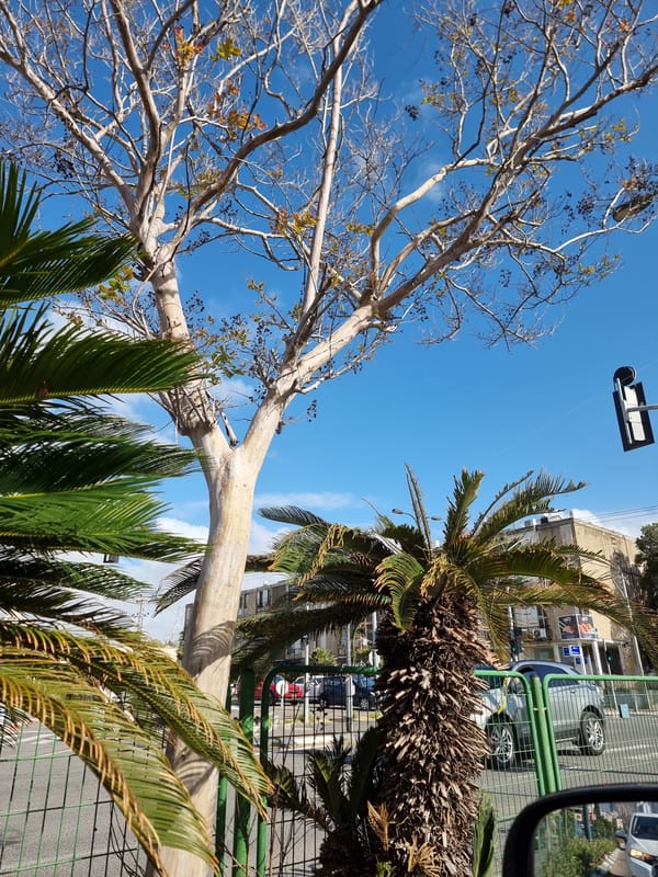 Trees and urban landscape captured in Givatayim, Israel