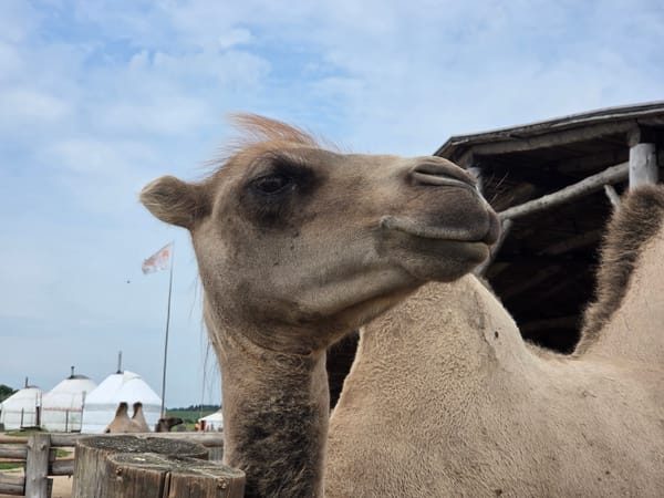Camels and a parked helicopter at a rural Russian farm