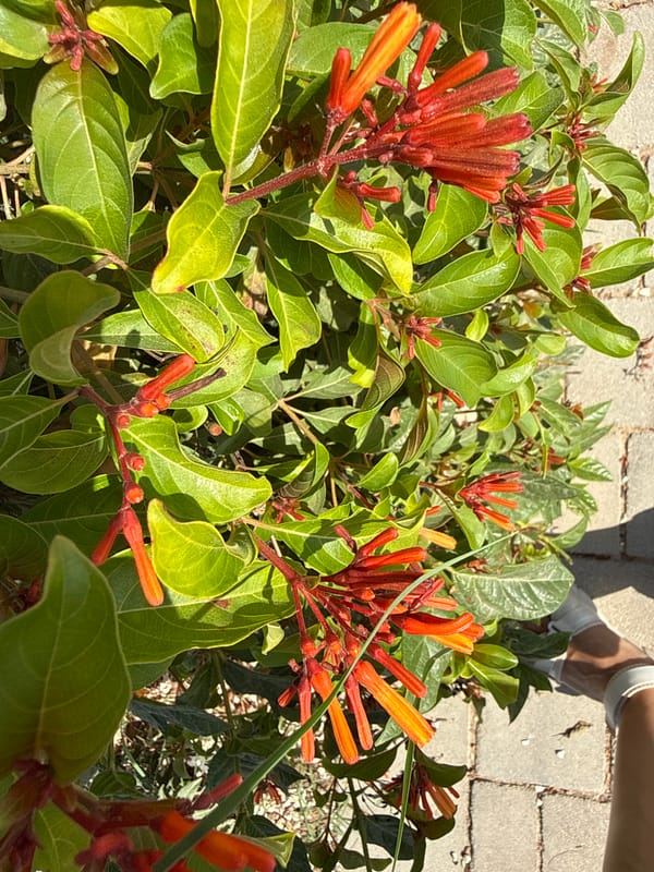 Street-level plant life along a sunny morning walk in Lod