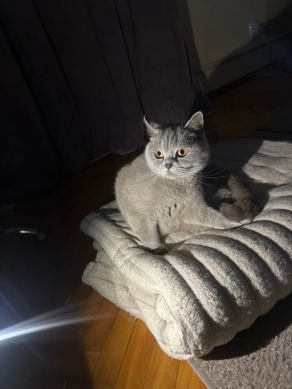 British Shorthair cat photographed indoors in Ternopil, Ukraine