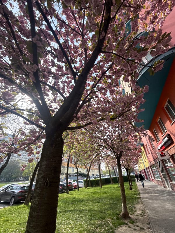 Spring morning cherry blossoms bloom on Bratislava residential streets