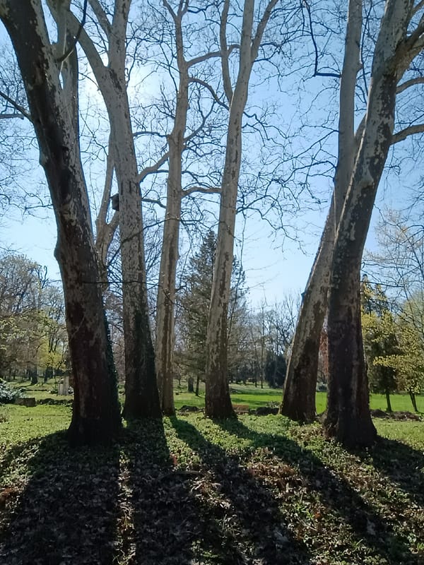 Spring park scene documented in Želiezovce, Slovakia
