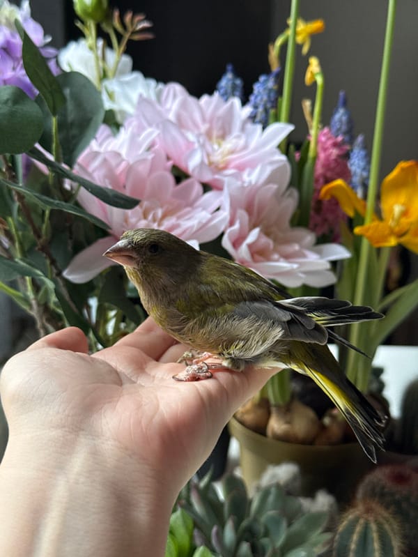 Tame European Greenfinch interacts with humans in Zagreb