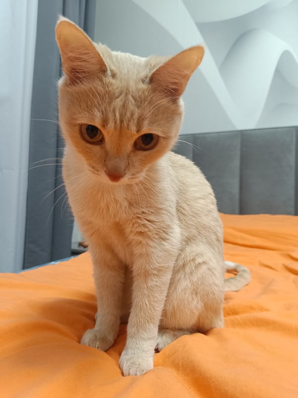 Orange tabby cat photographed on bedspread in Naberezhnye Chelny