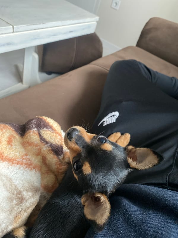 Miniature pinscher rests on blanket in cozy indoor setting