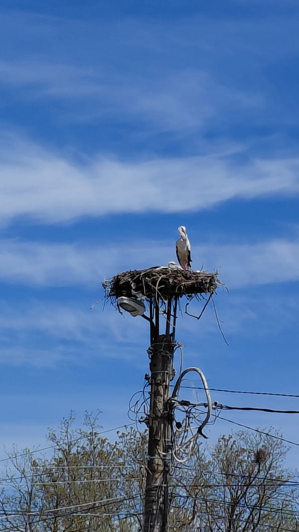 Stork family spotted nesting on urban utility pole