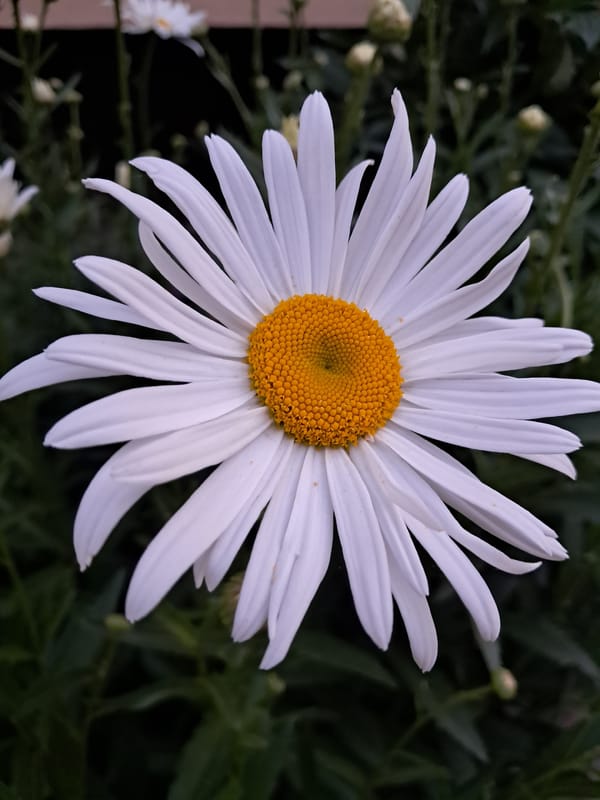 Summer walk through a flower-filled urban neighborhood at dusk
