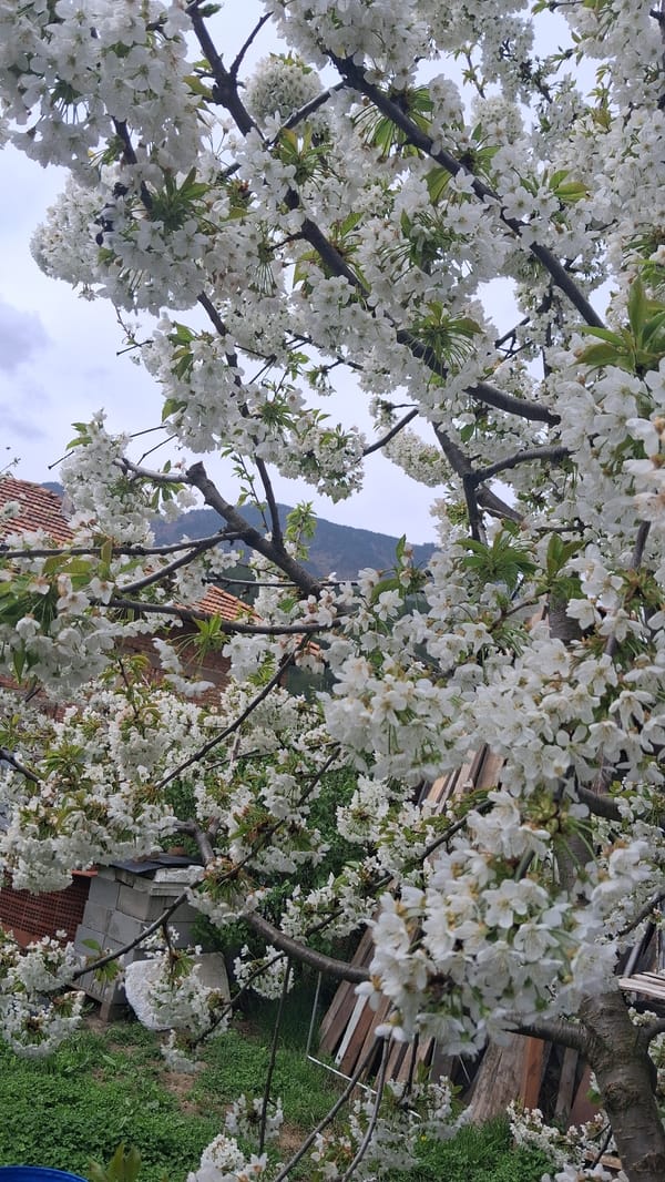 Fruit tree blooms in Bulgarian mountain town