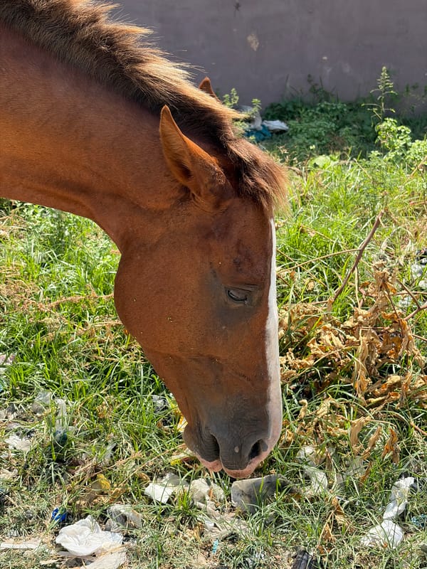 Horse grazing and soccer ball spotted in Alaguntan