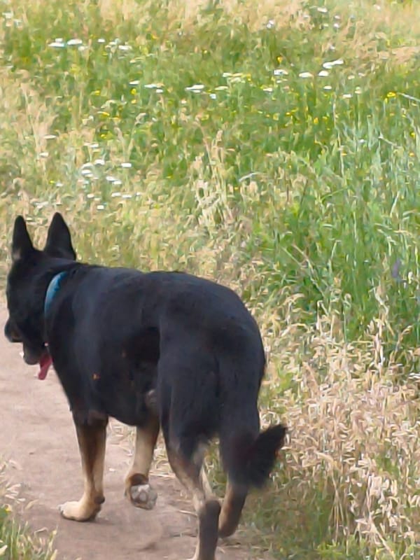 Dog walk through wildflower hills in rural Ustyvytsia, Ukraine