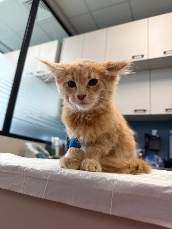 Ginger kitten gets checked out at a Sofia vet clinic