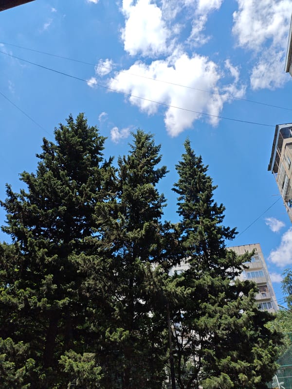 Tall evergreens and utility lines against a blue Tbilisi sky.