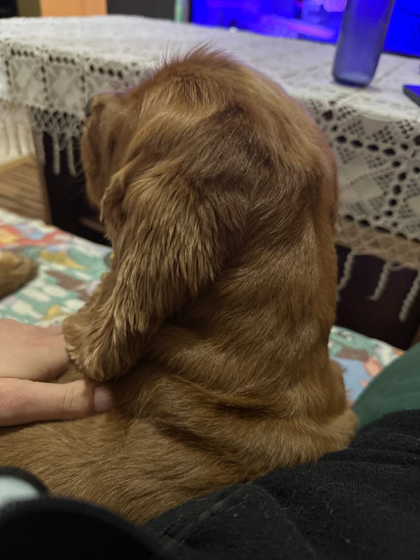 Dog rests on cartoon-patterned bed in Sofia home