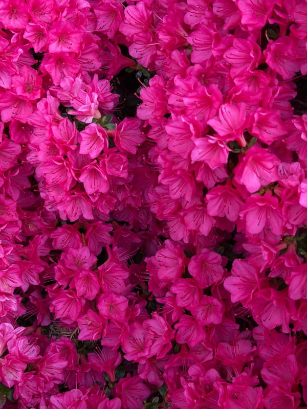 Pink azaleas bloom in Coquitlam garden overnight